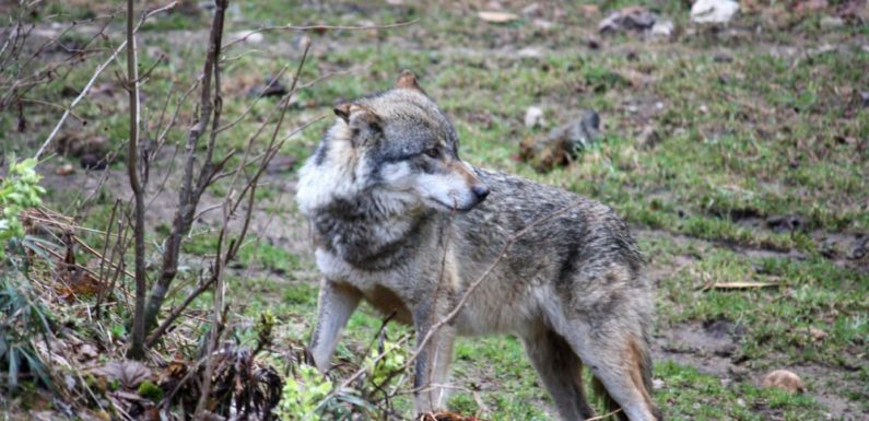 Pyrénées-Orientales : le loup qui voulait mourir parmi les hommes