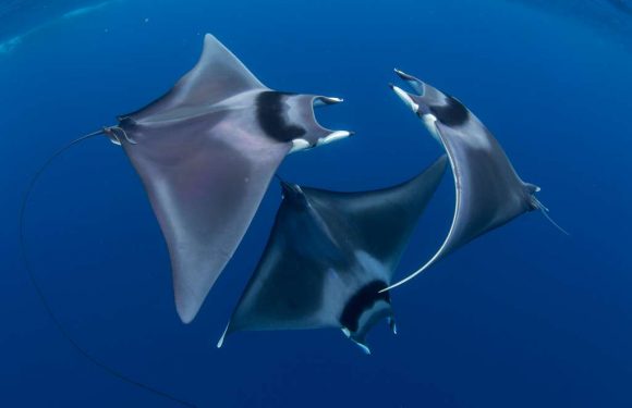 Photo sous-marine : les plus belles photos 2018