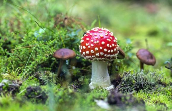 Champignons : sous la forêt, les spores