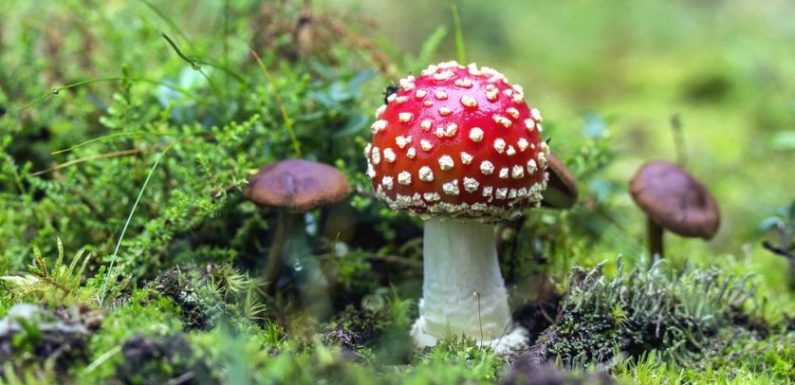 Champignons : sous la forêt, les spores