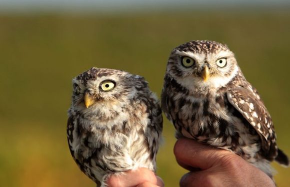 Deux oiseaux sur cinq menacés de disparition en Franche-Comté