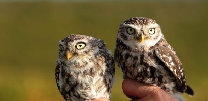 Deux oiseaux sur cinq menacés de disparition en Franche-Comté