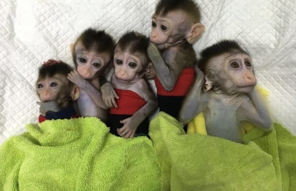Chine: Des chercheurs affirment avoir cloné cinq singes pour la recherche médicale