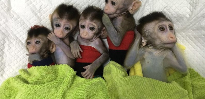 Chine: Des chercheurs affirment avoir cloné cinq singes pour la recherche médicale
