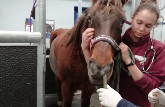 VIDEO. Lyon : Un service d&rsquo;urgences unique dédié aux chevaux et autres équidés