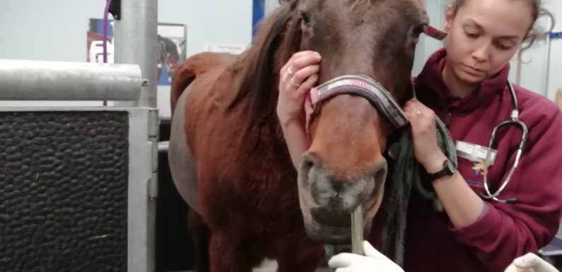 VIDEO. Lyon : Un service d’urgences unique dédié aux chevaux et autres équidés