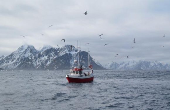 Consommation: Du cabillaud gonflé à l’eau et aux additifs