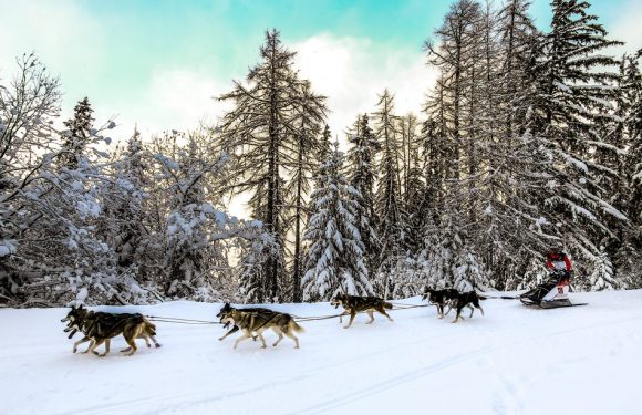Mont-Blanc: «C’est notre Dakar à nous»… Pourquoi la Grande Odyssée (400 km) est la course de chiens de traîneaux culte