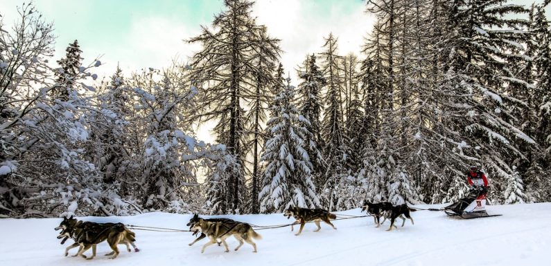 Mont-Blanc: «C’est notre Dakar à nous»… Pourquoi la Grande Odyssée (400 km) est la course de chiens de traîneaux culte
