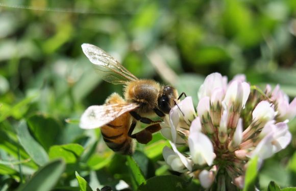 VIDEO. Haute-Garonne: Des apiculteurs vous envoient des graines pour sauver les abeilles (et c&rsquo;est gratuit)