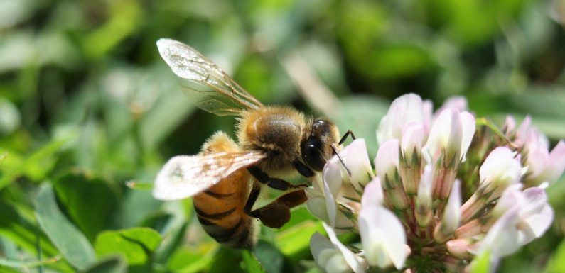 VIDEO. Haute-Garonne: Des apiculteurs vous envoient des graines pour sauver les abeilles (et c’est gratuit)