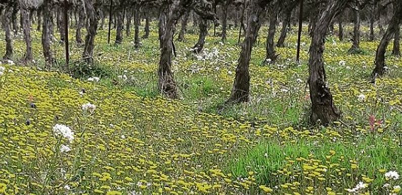 Montpellier: Le vin biologique, étoile montante de la viticulture