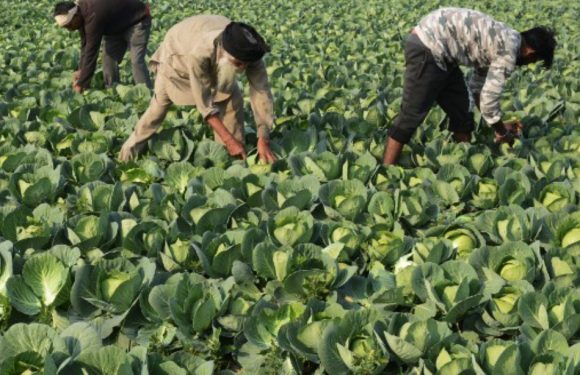 Existe-t-il un régime alimentaire idéal, à la fois bon pour la santé et écologique?