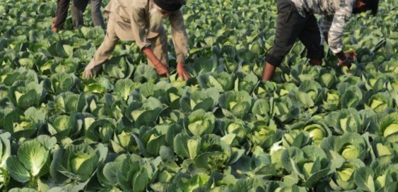 Existe-t-il un régime alimentaire idéal, à la fois bon pour la santé et écologique?