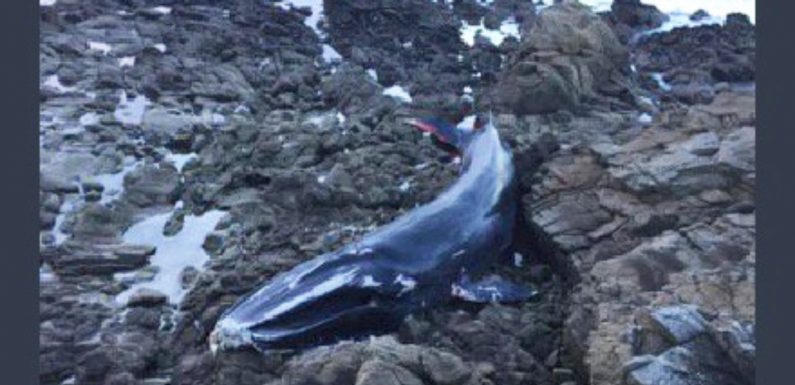 Loire-Atlantique: Une baleine de 15m échouée à Batz-sur-mer