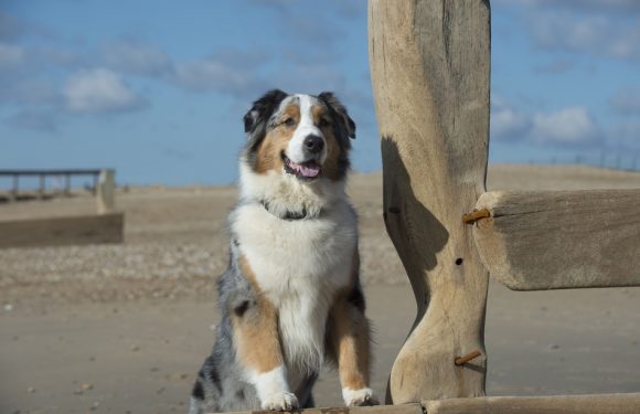 Berger belge, «staffie», bouledogue… Quel est le chien préféré des Français?