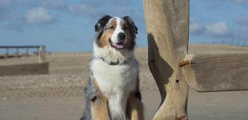 Berger belge, «staffie», bouledogue… Quel est le chien préféré des Français?
