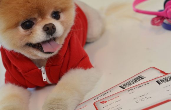 Le monde entier pleure la mort Boo, le chien le plus mignon du Web