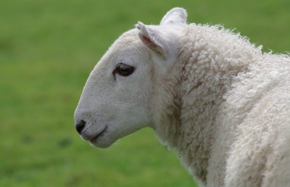 C&rsquo;est mignon: Une brebis secourue à 2.000 mètres d&rsquo;altitude en Haute-Savoie