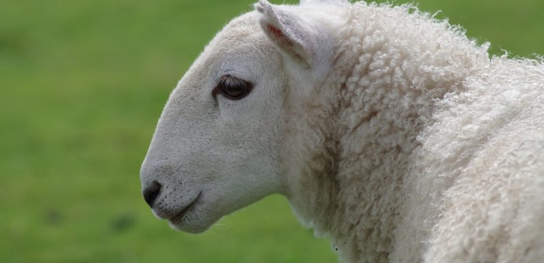 C’est mignon: Une brebis secourue à 2.000 mètres d’altitude en Haute-Savoie