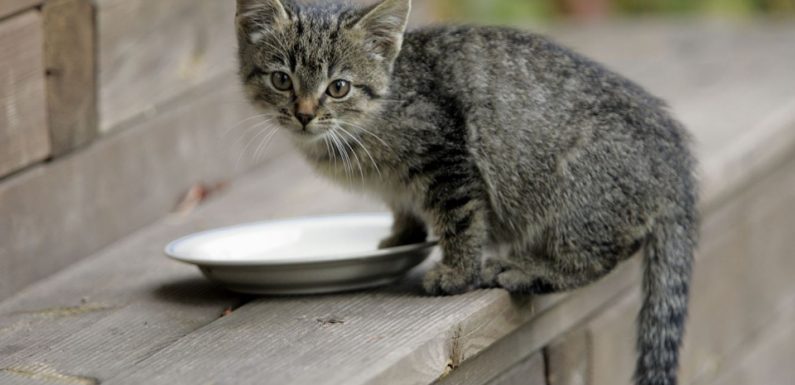 Vous avez des animaux et vous leur préparez vous-mêmes à manger? Racontez-nous