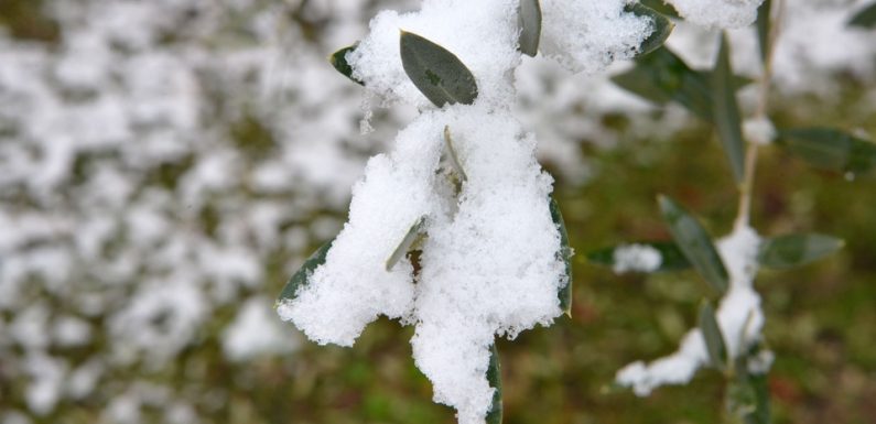 Les infos immanquables du jour: La neige arrive, «gilets jaunes» et «Minute Papillon!»