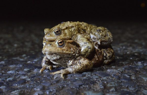 Saint-Malo: Une route fermée pour laisser les crapauds s’accoupler
