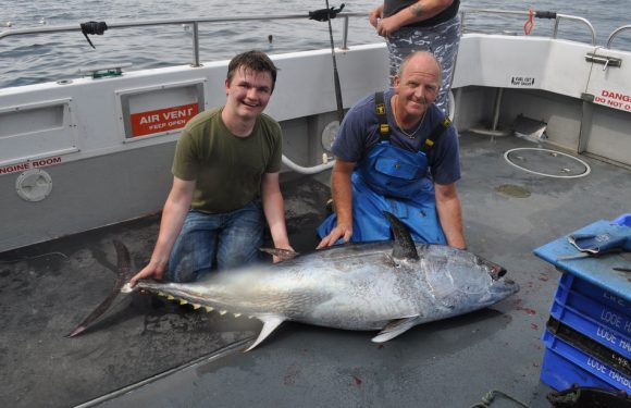 Pourquoi donc le thon rouge est de retour en Europe du Nord ?