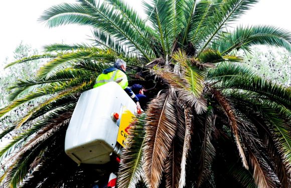 Côte d&rsquo;Azur: Des capteurs sismiques pour lutter contre le charançon rouge? Mandelieu mène ce test «unique en France» pour sauver ses palmiers