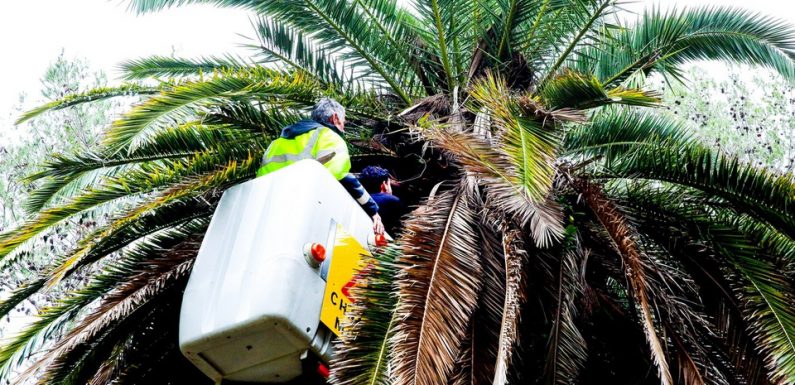 Côte d’Azur: Des capteurs sismiques pour lutter contre le charançon rouge? Mandelieu mène ce test «unique en France» pour sauver ses palmiers