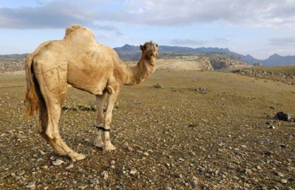 Seine-et-Marne: Le lama qui a ralenti la ligne SNCF Melun-Montargis était un dromadaire