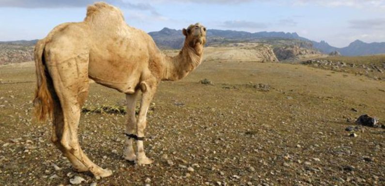 Seine-et-Marne: Le lama qui a ralenti la ligne SNCF Melun-Montargis était un dromadaire