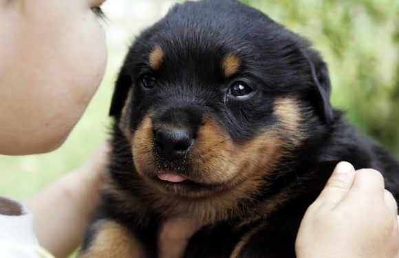 La vente d’animaux en animalerie sera-t-elle un jour interdite en France?