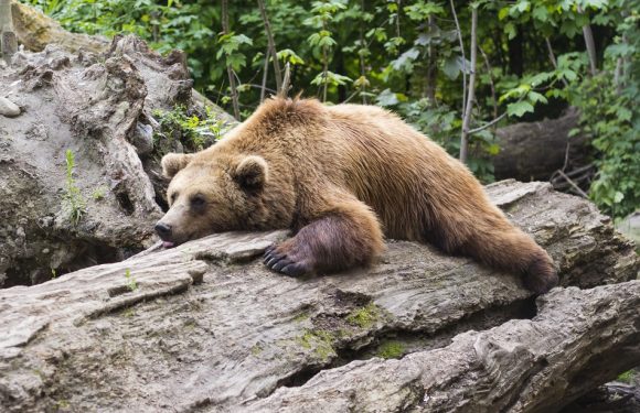 VIDEO. Pyrénées: Les nouvelles ourses peuvent hiberner sur leurs deux oreilles, la justice ne les expulsera pas