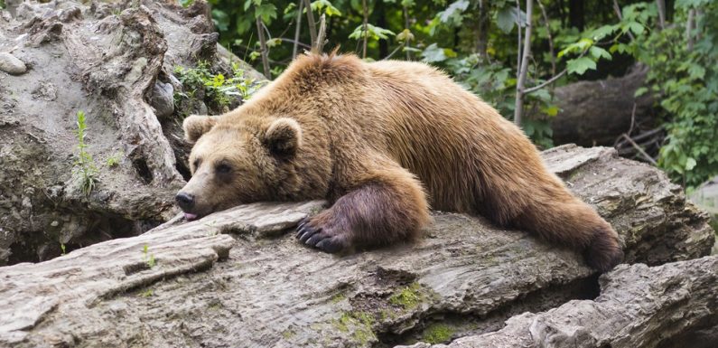 VIDEO. Pyrénées: Les nouvelles ourses peuvent hiberner sur leurs deux oreilles, la justice ne les expulsera pas