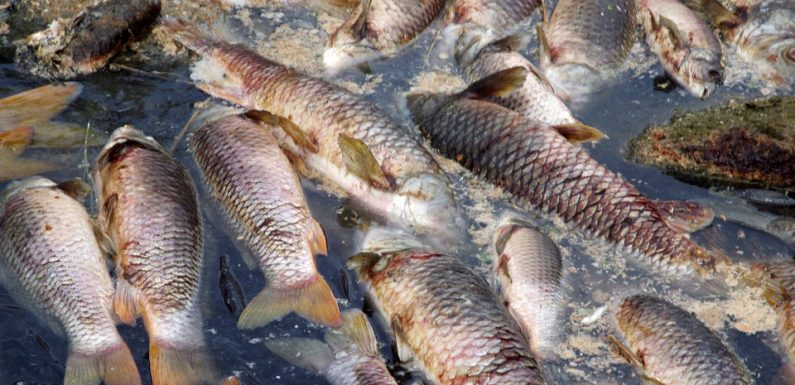Australie: Près d’un million de poissons d’eau douce retrouvés morts