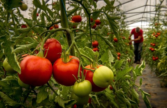 Bretagne: Trois géants de la tomate s’associent pour proposer des produits sans pesticides