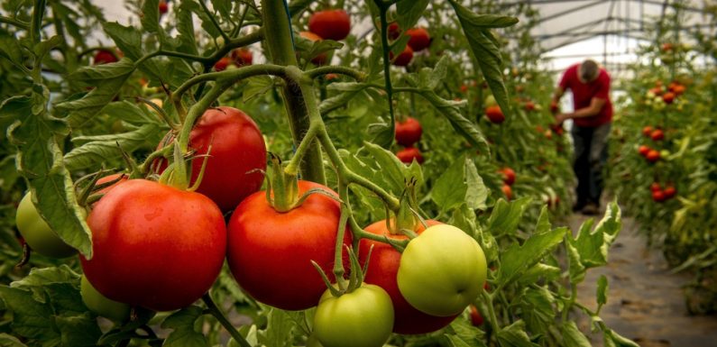 Bretagne: Trois géants de la tomate s’associent pour proposer des produits sans pesticides