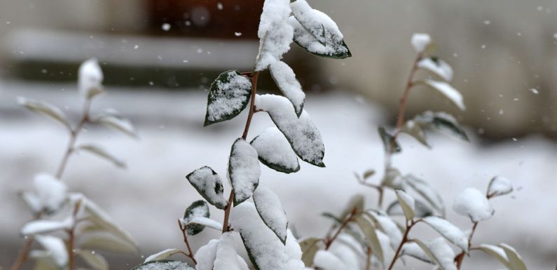 VIDEO. Météo: La neige fait son grand retour, mardi, dans toute la France