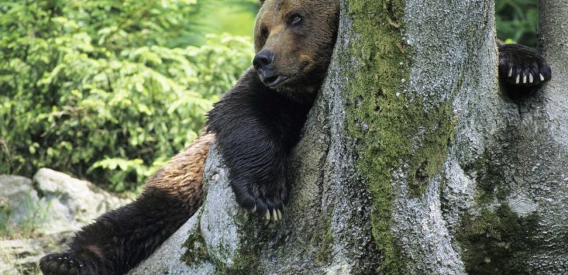 VIDÉO. Pyrénées: Les nouvelles ourses sont bien entrées en hibernation, une frontière les sépare