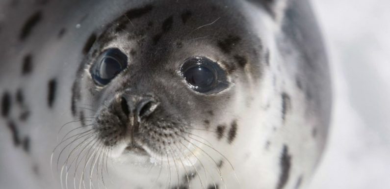 VIDEO. Canada: Un village envahi par les phoques appelle à l’aide