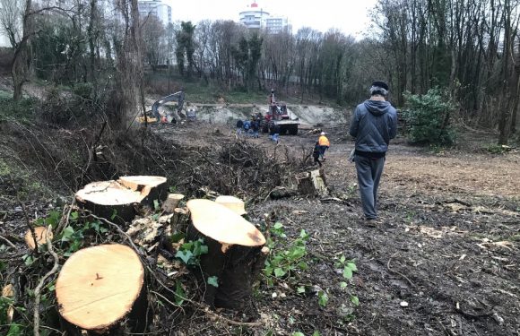 Romainville : Arbres coupés, béton dans le sol… L’aménagement d’une base de loisirs à la place d’une forêt divise