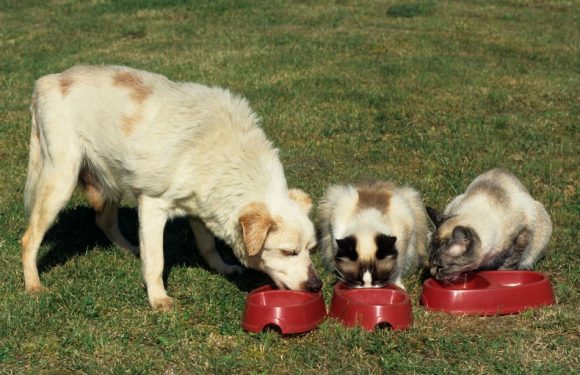Pour leurs animaux, ils passent derrière les fourneaux