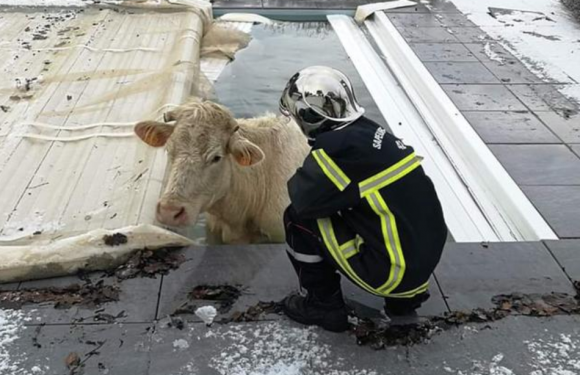 Loire: Ils retrouvent une vache dans leur piscine