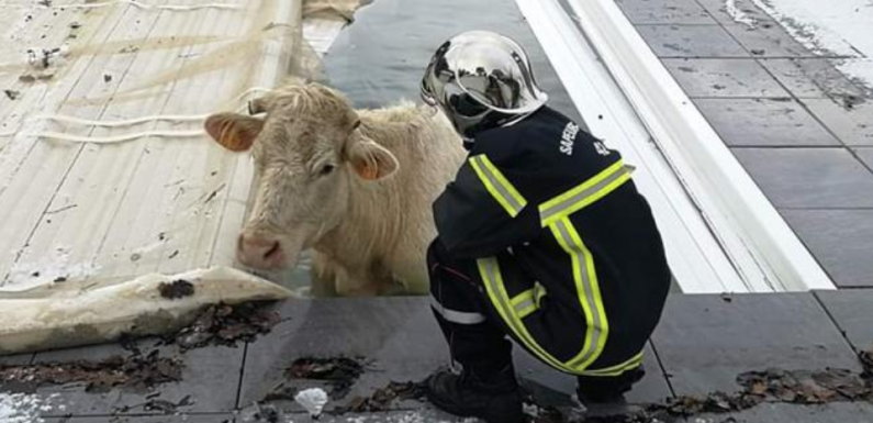 Loire: Ils retrouvent une vache dans leur piscine