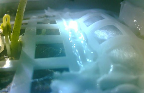 Chine : Une graine de coton a germé sur la Lune