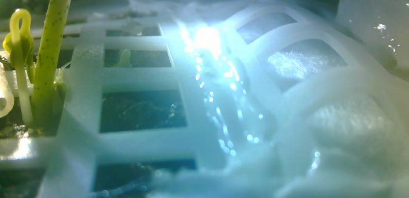 Chine : Une graine de coton a germé sur la Lune