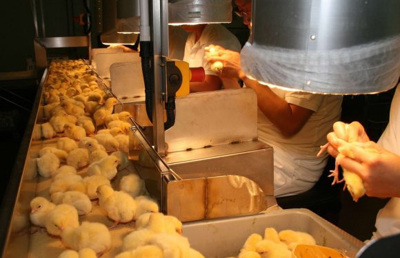 Souffrance animale: Une découverte allemande va-t-elle mettre fin au broyage des poussins en France?