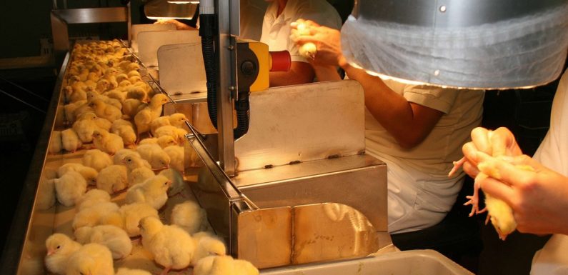 Souffrance animale: Une découverte allemande va-t-elle mettre fin au broyage des poussins en France?