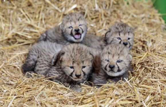 VIDEO. Montpellier: Avec 11 naissances de bébés guépards en 2018, ça pouponne au zoo de Lunaret